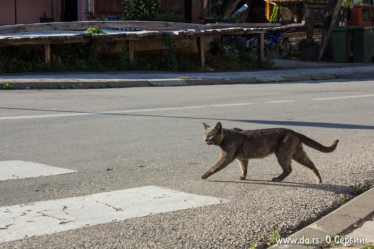 Гучевский кот