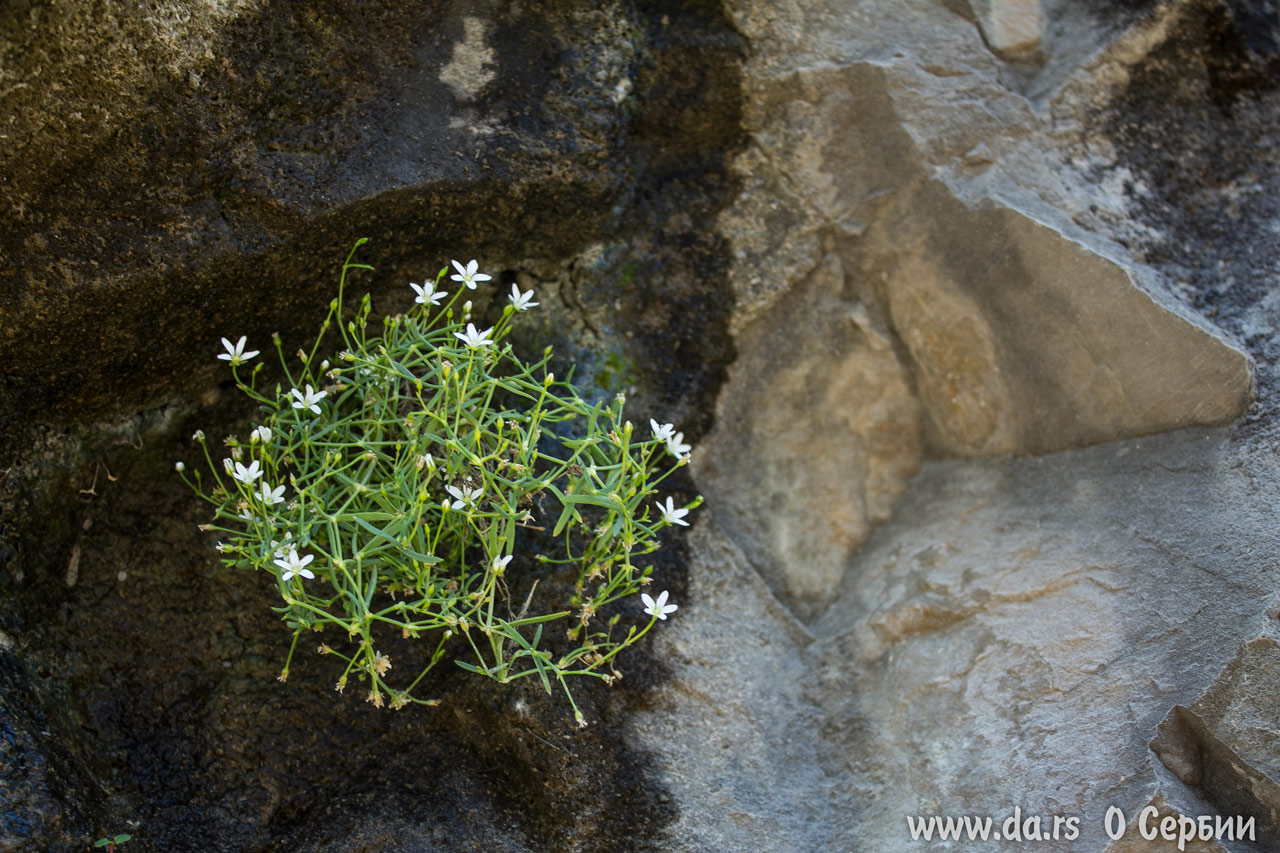 Цветы пробились сквозь скалу