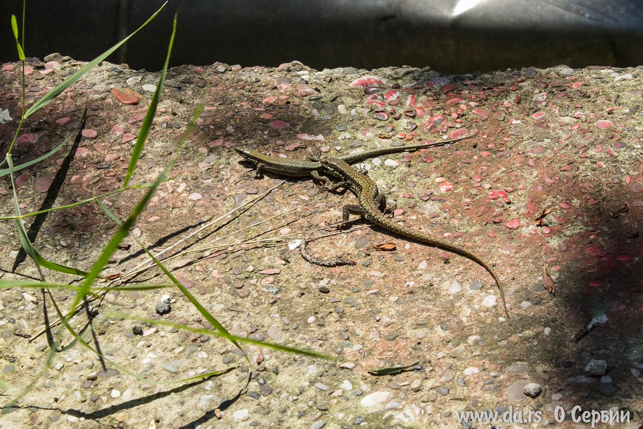 Отдай хвост!