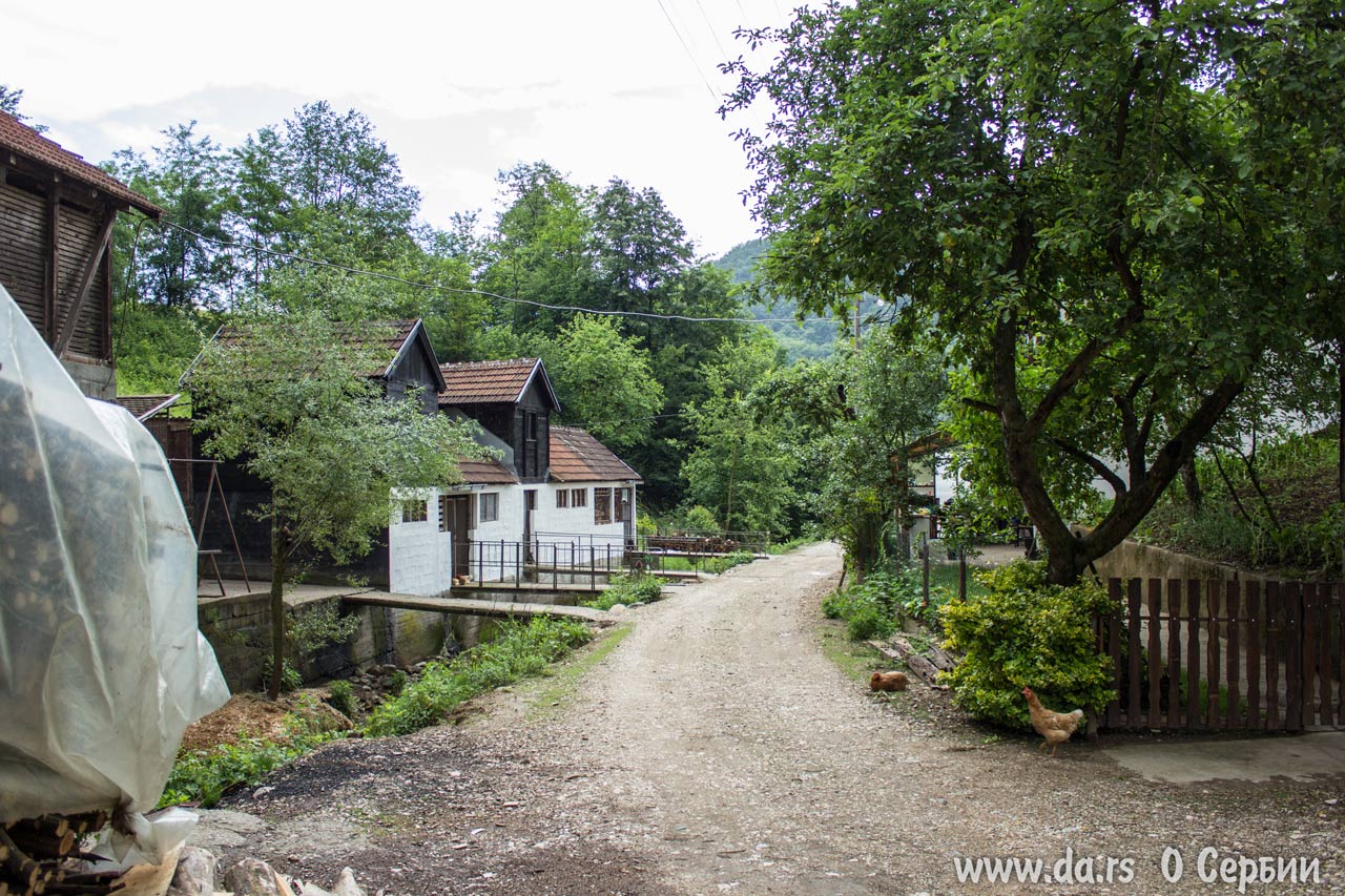 Курицы на выпасе