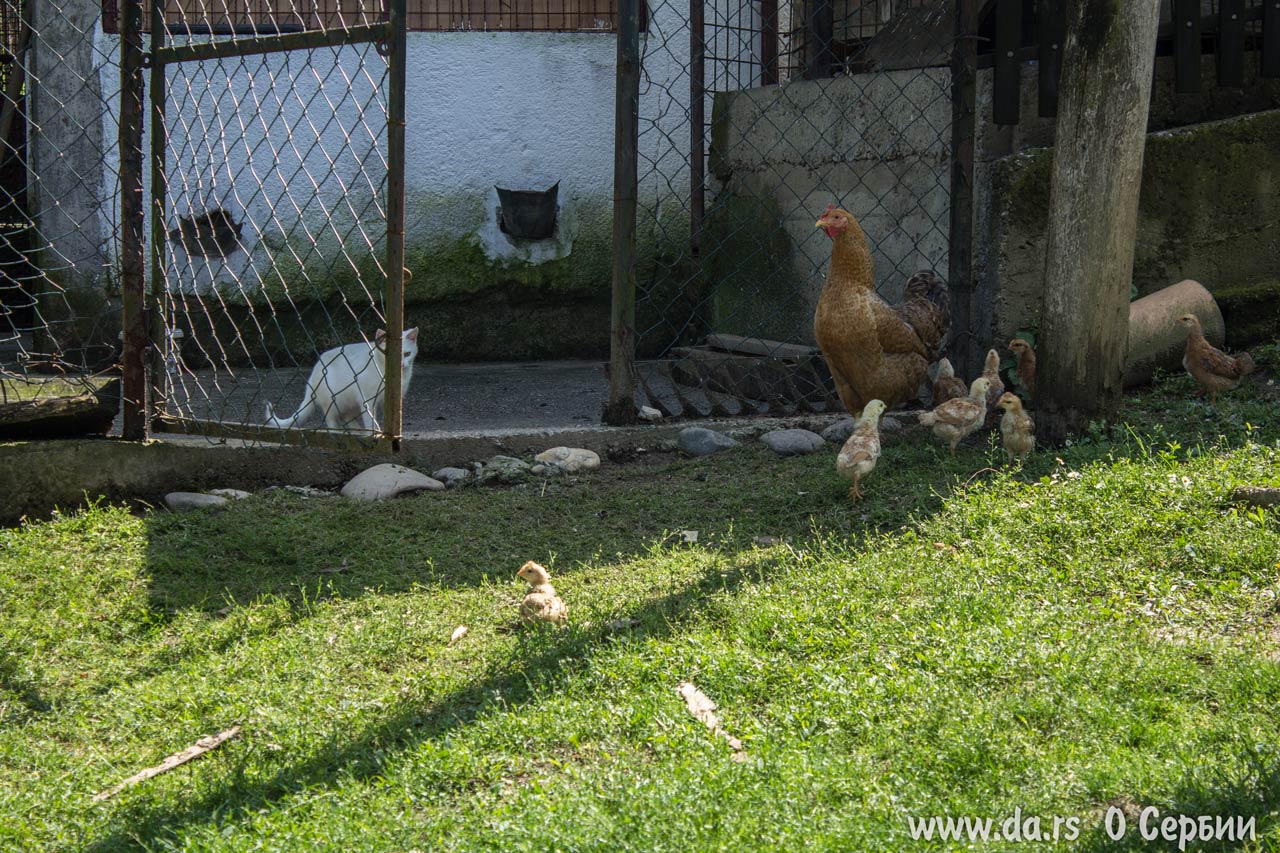 Под присмотром