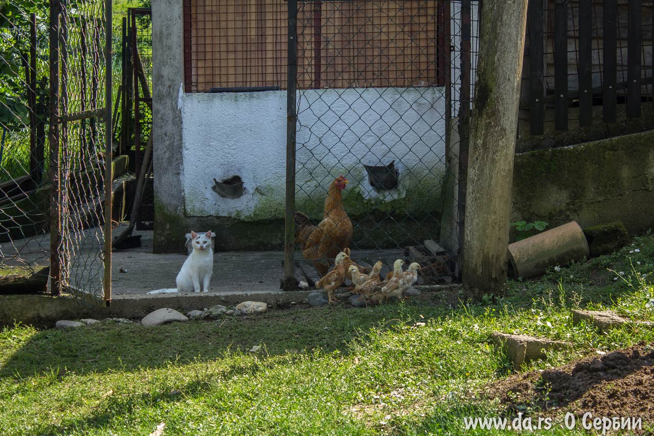 Кот дружит с цыплятами