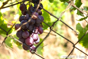 Виноград и оса