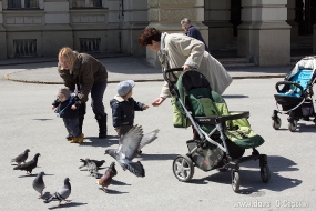 Дети кормят голубей
