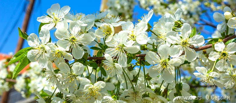 Сремские Карловцы, цветущая вишня